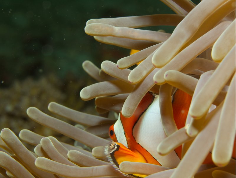 Clown Fish